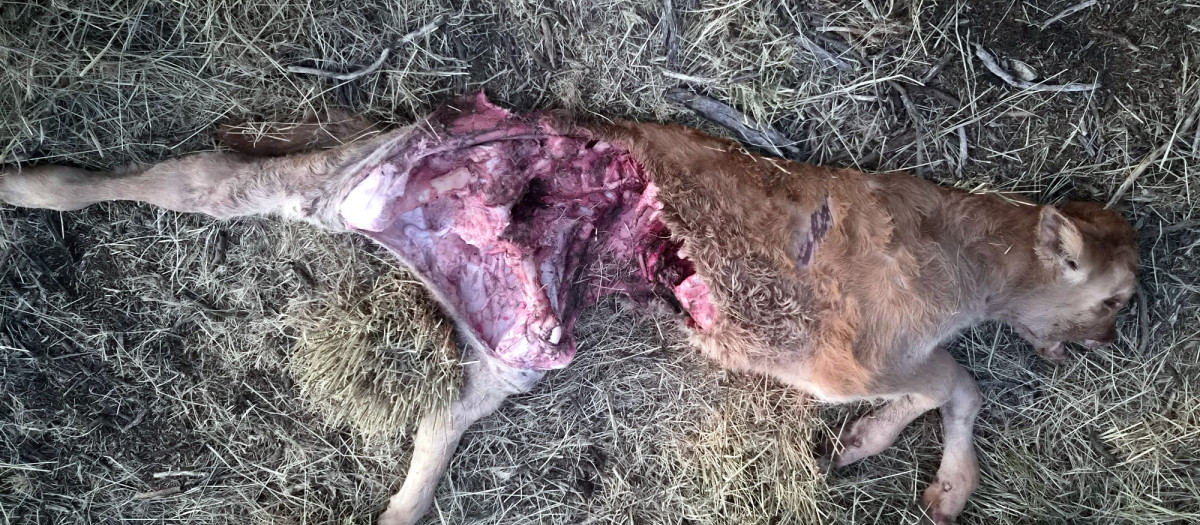 Ataque del lobo a un ternero de apenas una semana en Navalperal de Tormes