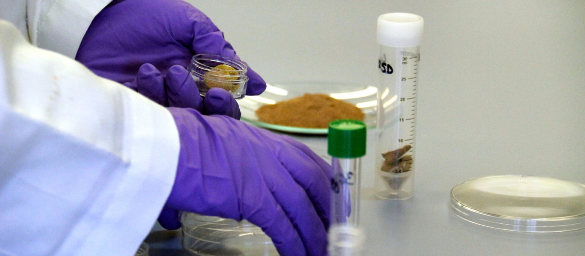La guerra para combatir la litiasis renal úrica