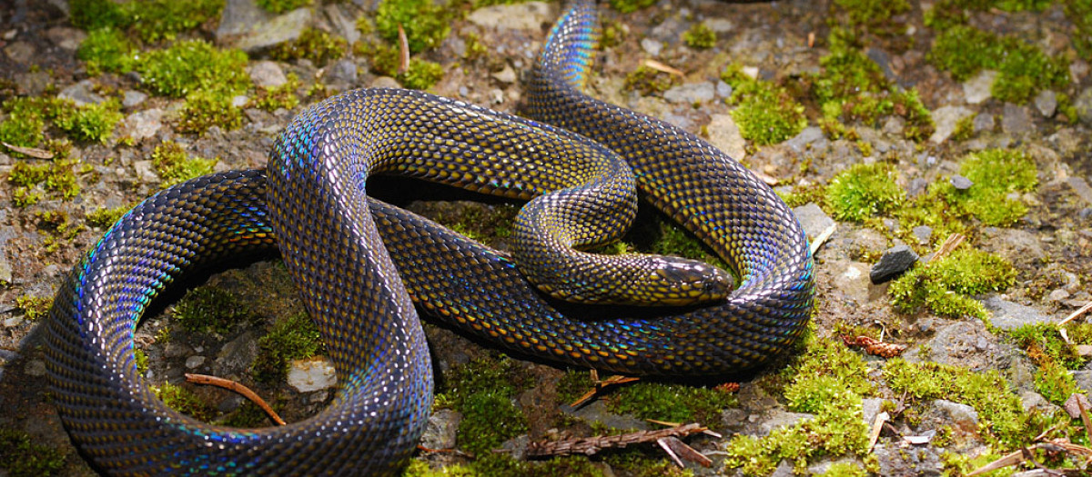 Serpiente de la familia Achalinus
