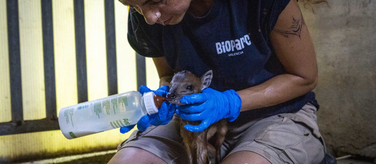 Imagen tomada en las instalaciones de Bioparc Valencia