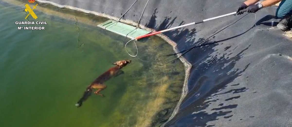 Imagen del rescate del zorro en Guardamar del Segura