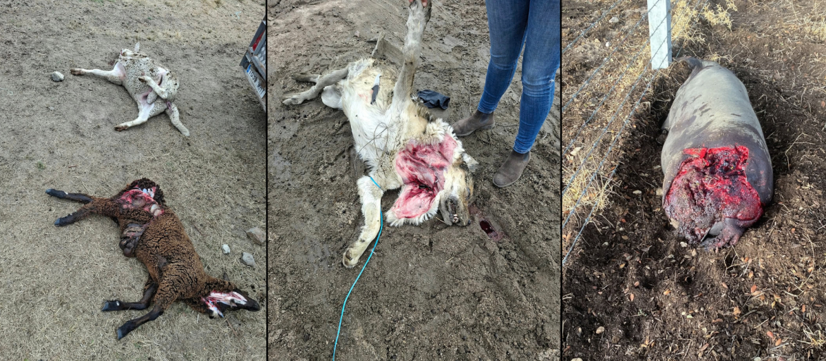 Animales muertos tras el ataque de un lobo en Salamanca