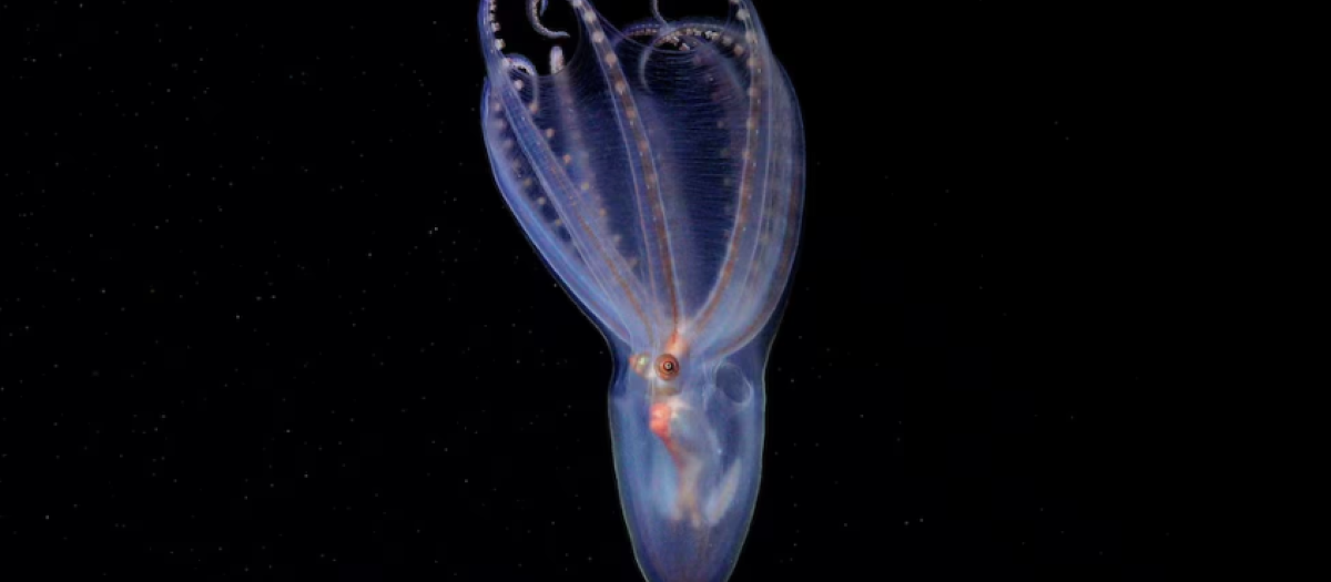 Una de las especies encontradas en aguas del Atlántico