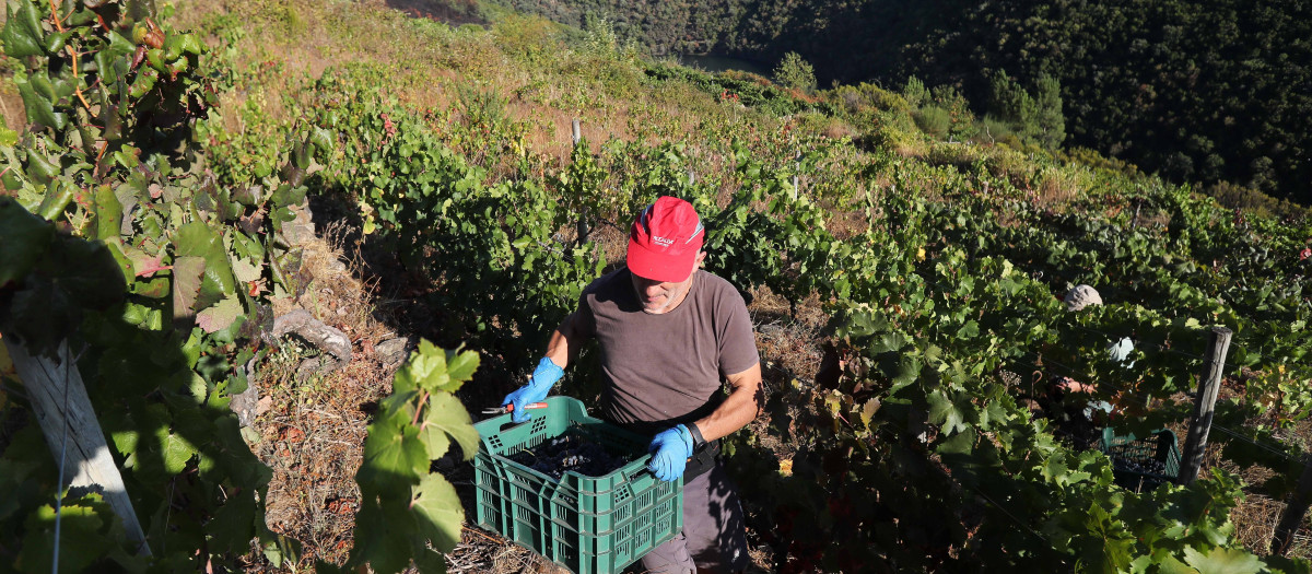 Galicia logra la mayor vendimia de su historia pese a la caída de Rías Baixas