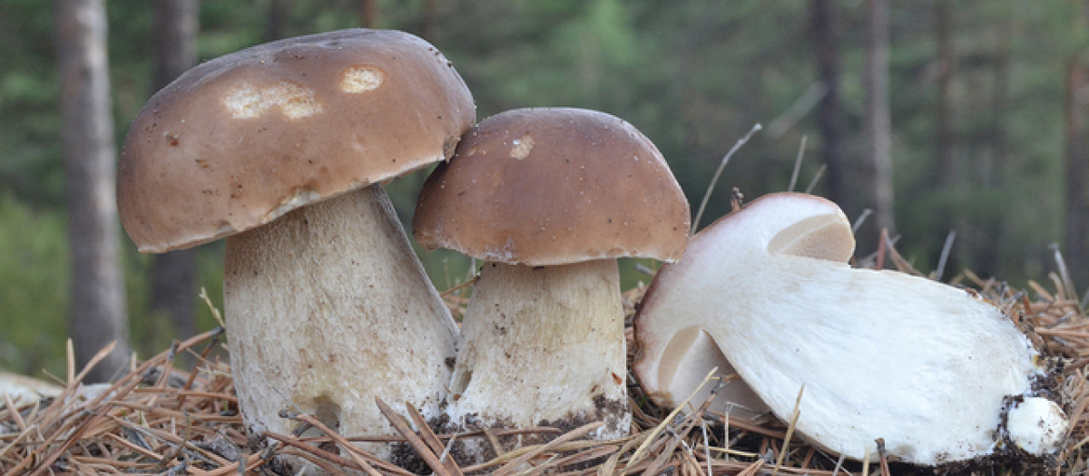 Boletus edulis de Pinares de Urbión