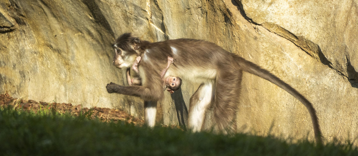 Imagen de Mangabey con su cría recién nacida