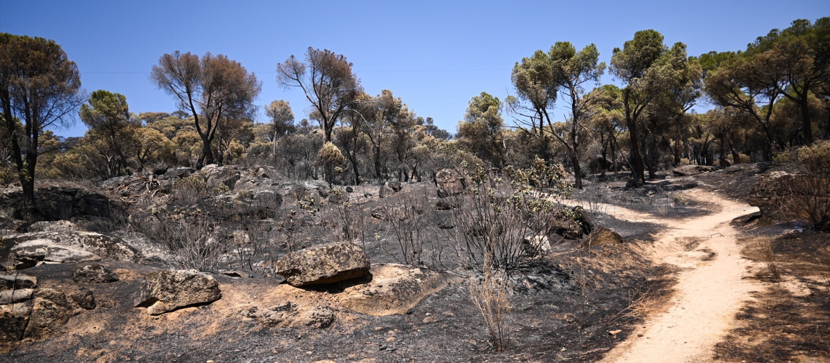 Zonas calcinadas tras el paso del incendio de la Sierra Oeste de Madrid