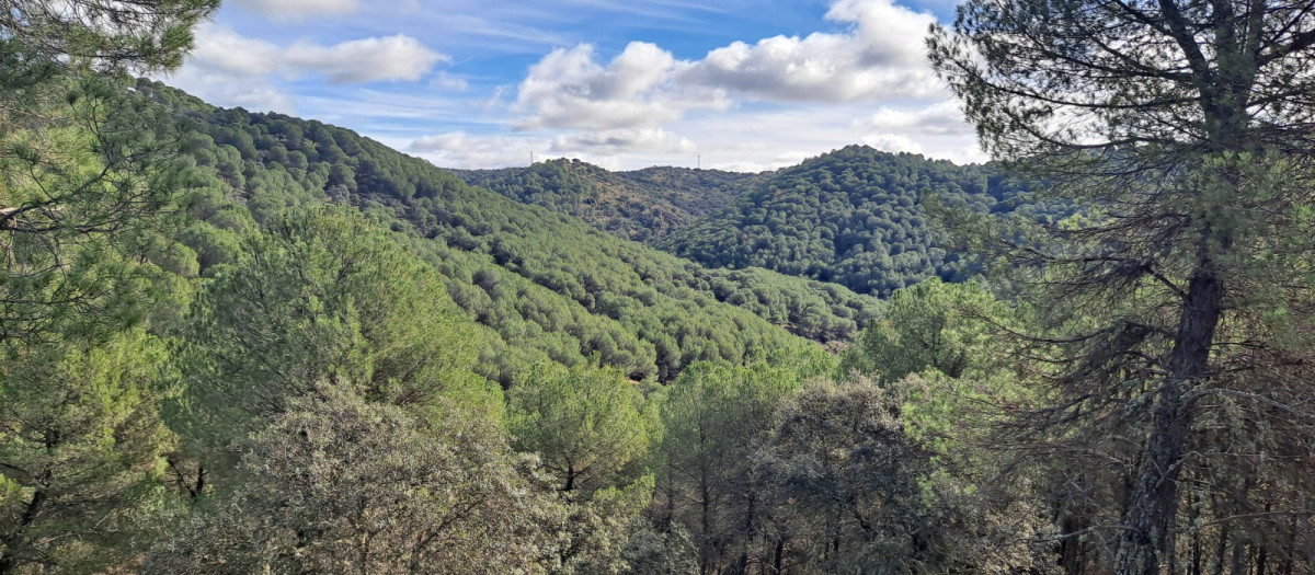 Sierra de Cardeña- Montoro