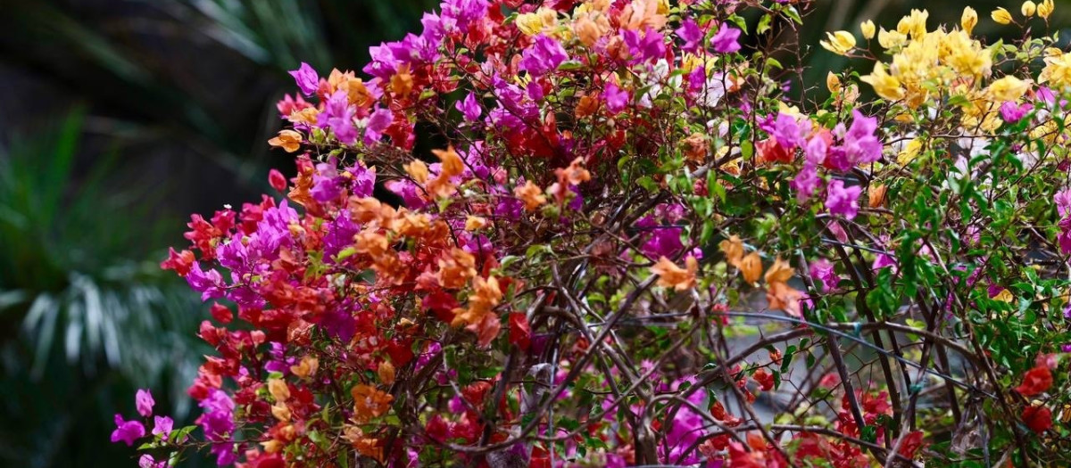 De una trampa para mosquitos sin insecticidas a palmeras de cinco metros: Iberflora muestra en su primera jornada cómo innova el sector verde

REMITIDA / HANDOUT por FERIA VALENCIA
Fotografía remitida a medios de comunicación exclusivamente para ilustrar la noticia a la que hace referencia la imagen, y citando la procedencia de la imagen en la firma
06/10/2026