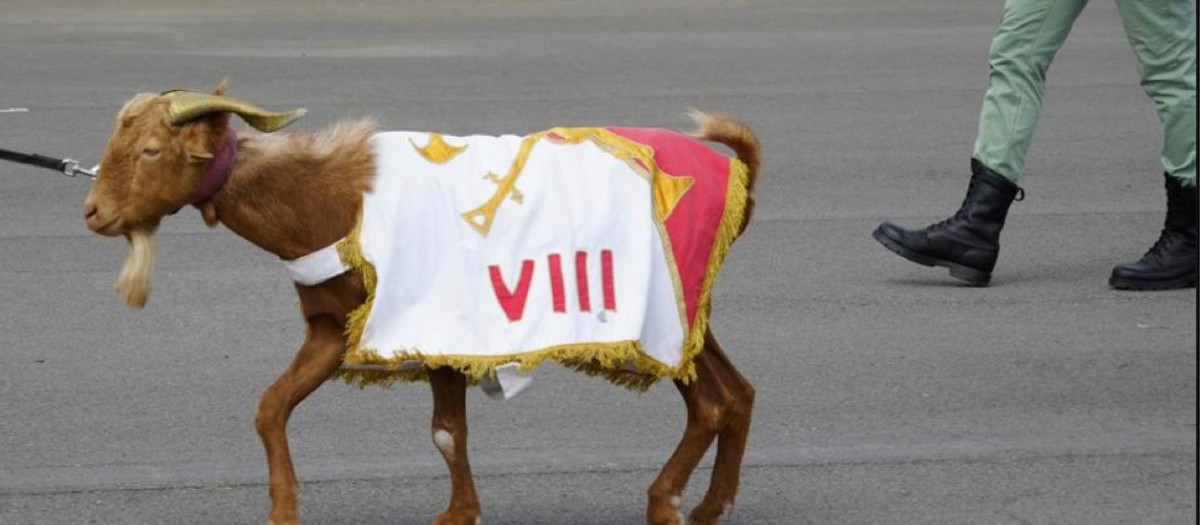 La cabra Babieca , de dos años, una de las protagonistas del desfile del Día de la Fiesta Nacional de 2026