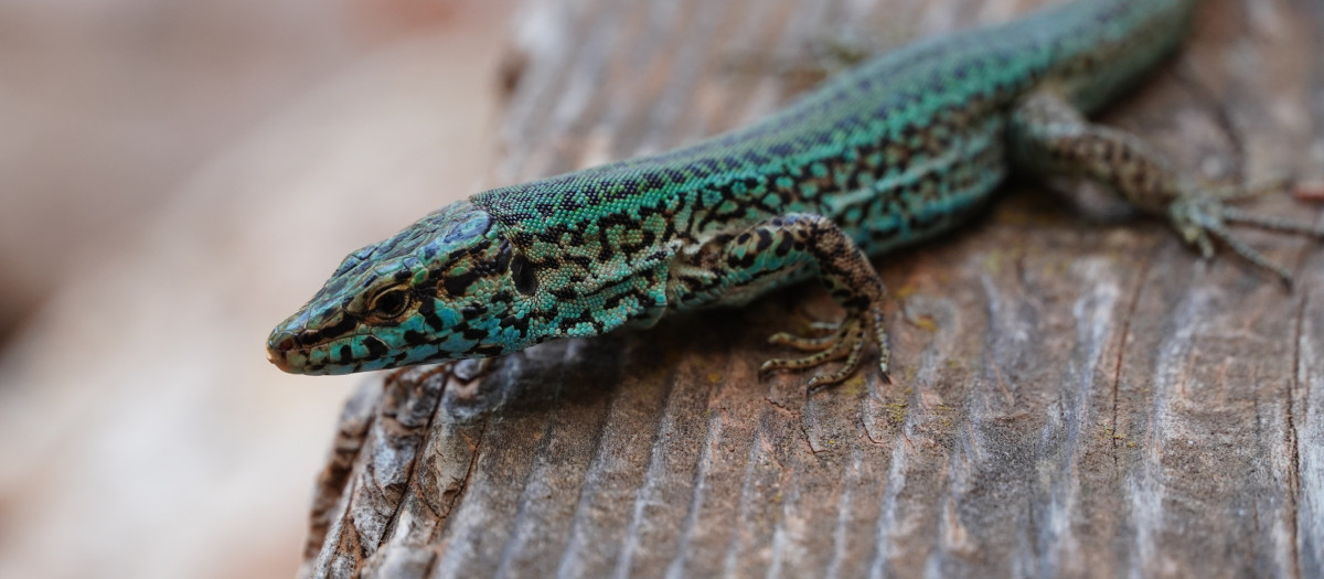 Este pequeño reptil es uno de los símbolos de las Pitiusas