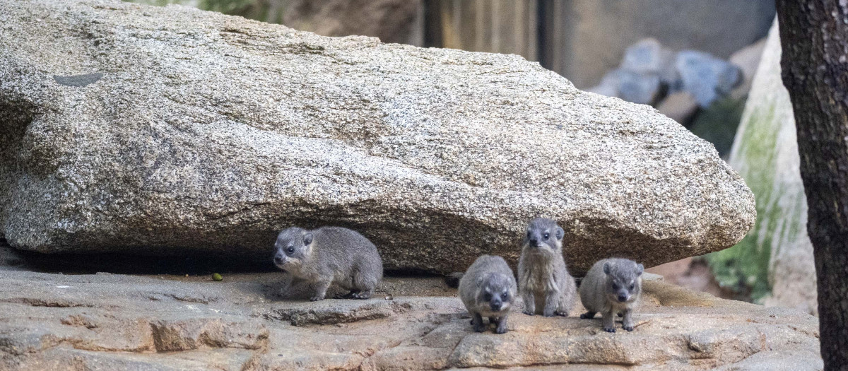 Imagen de las crías nacidas en Bioparc Valencia