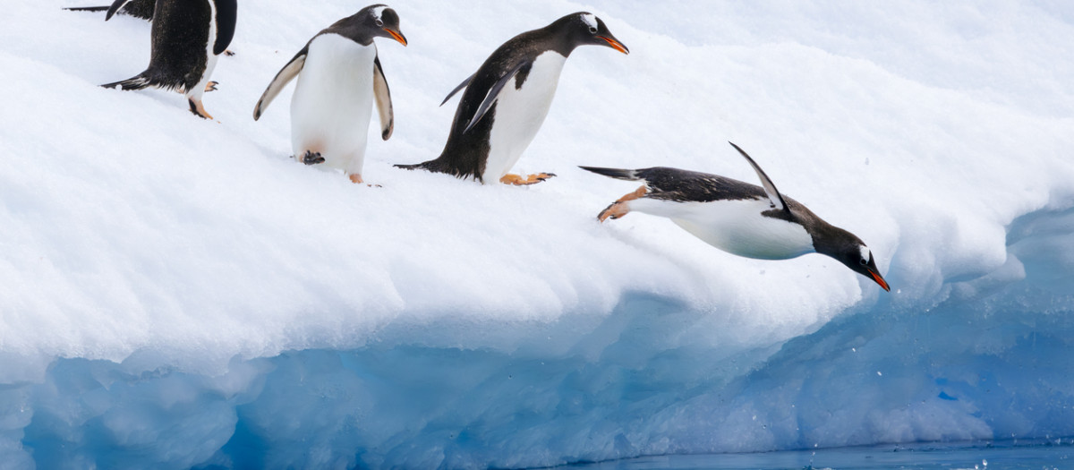 Pingüinos papúa