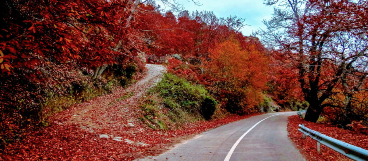 Carretera por el castañar de El Real de San Vicente