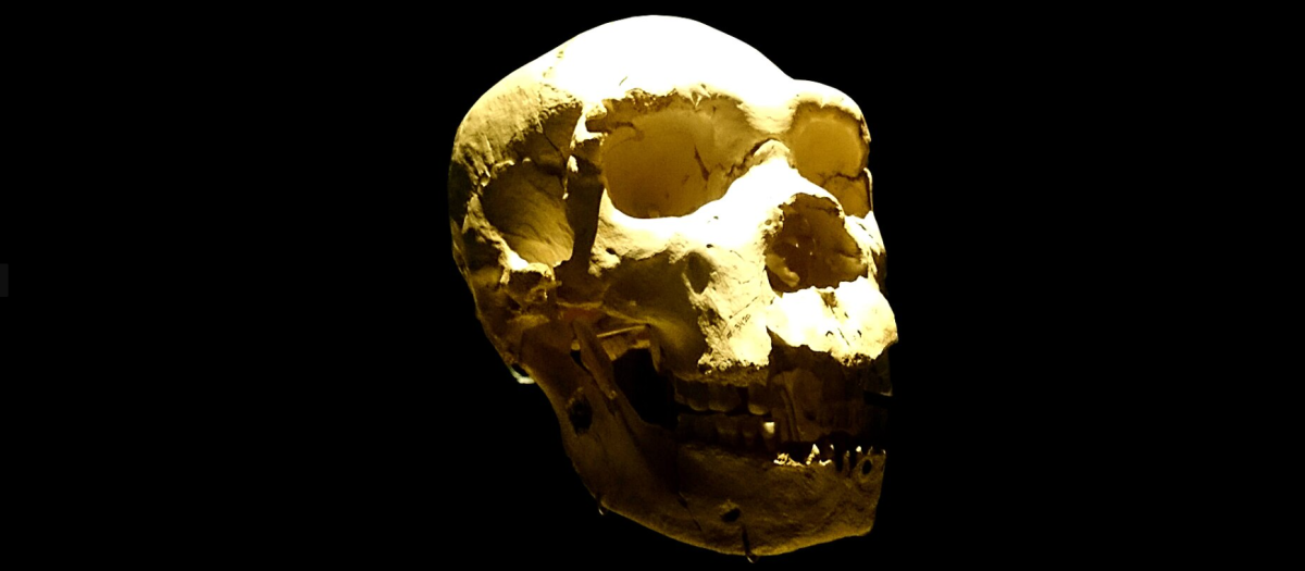 Cráneo 5 de la Sima de los Huesos, perteneciente a 'Miguelón'