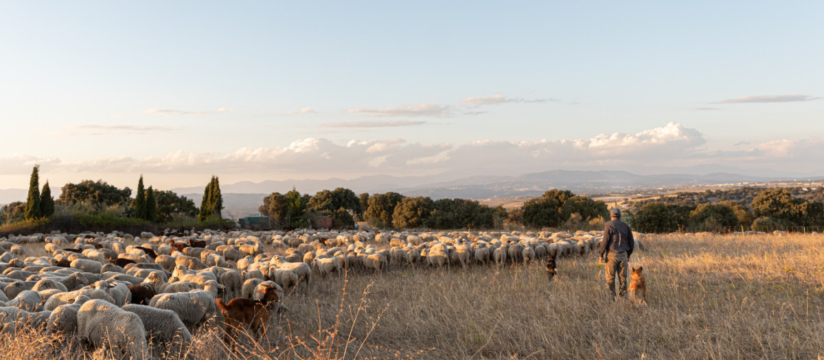 Pastor con un rebaño de ovejas durante la trashumancia al atardecer