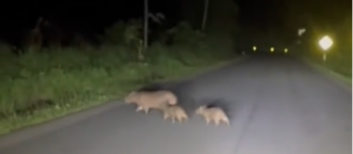 Esto es muy habitual en carretera durante está época del año