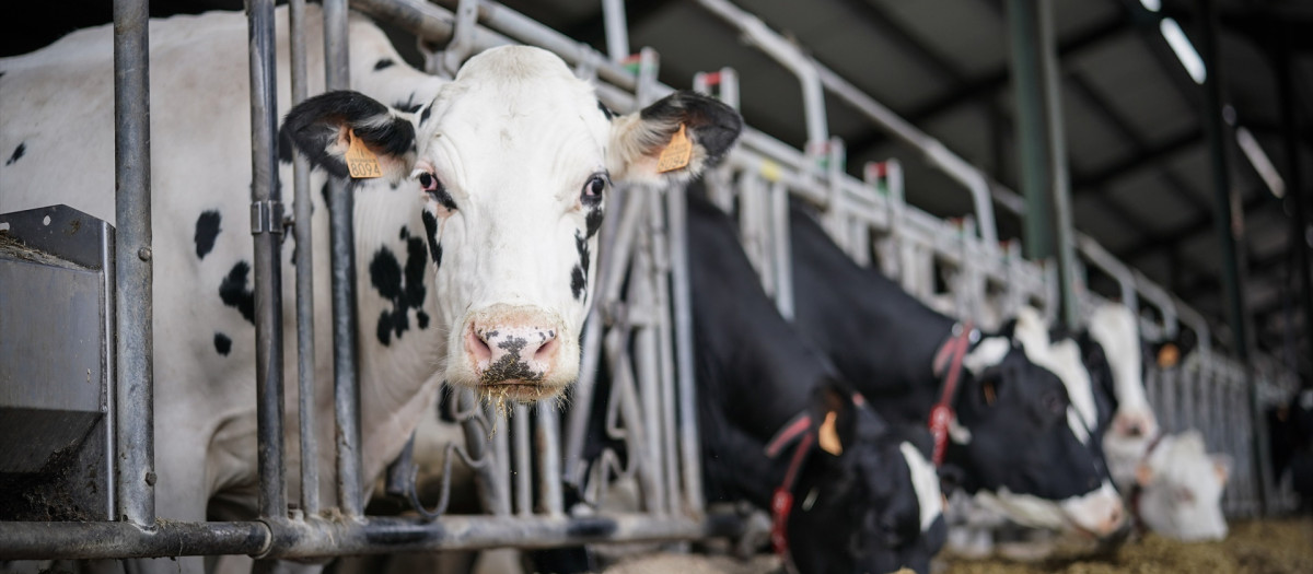 Vacas lecheras pastan en la granja Lacturale, a 3 de abril de 2022, en Etxebarri, Navarra, (España). El grupo Sociedad Agraria de Transformación (S.A.T.) Lacturale es un proyecto de ganaderos de Navarra que tiene como objetivo comercializar la leche que producen en sus granjas, para ofrecer al consumidor una leche de calidad superior. Para ello utilizan el sistema de Producción Integrada, sistema de producción agraria alternativo que emplea prácticas que aseguren a largo plazo una agricultura sostenible, asegurando así  la protección y mejora del medio ambiente, los recursos naturales y la conservación del suelo y el paisaje.? La ‘Producción Integrada de productos agrícolas' está regulada por el Real Decreto desde 2002. Gracias a utilizar este medio de producción, sus productos no se han visto afectados por la huelga de transportes.

Iñaki Berasaluce / Europa Press
04 ABRIL 2022;VACAS;NAVARRA;GRANJA;LACTURALE;SOCIEDAD AGRARIA TRANSFORMACIÓN
03/4/2022