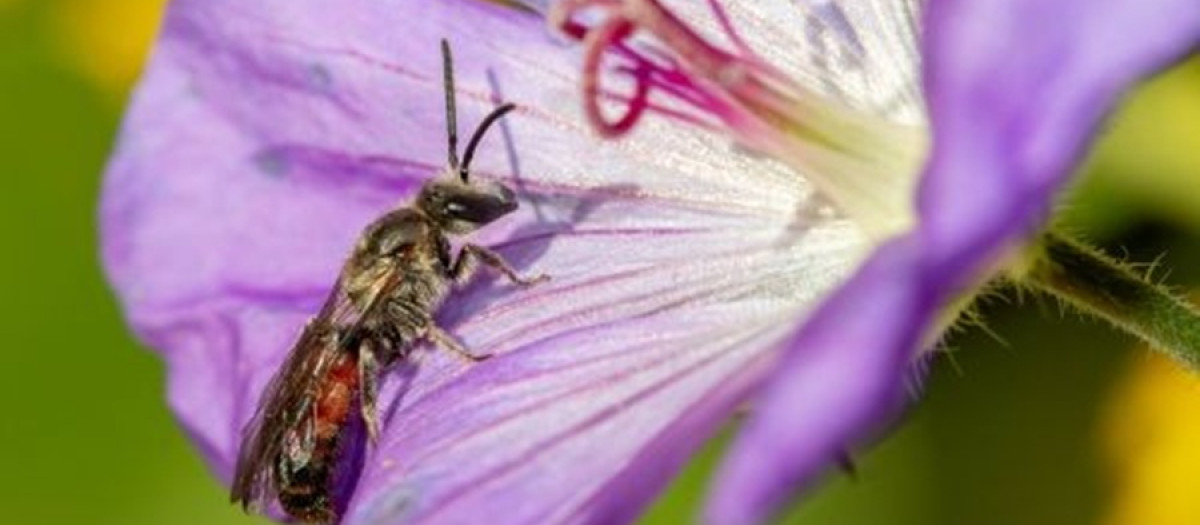 Imagen de la especie de abeja ‘Lasioglossum nigripes’
