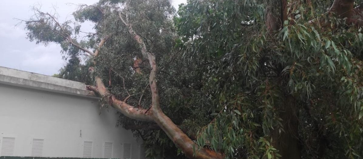 Caída de un árbol sobre el tejado de la escoleta de Son Roca.