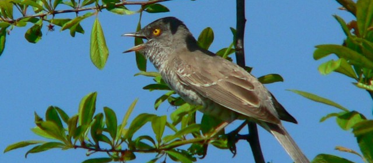 Curruca gavilana