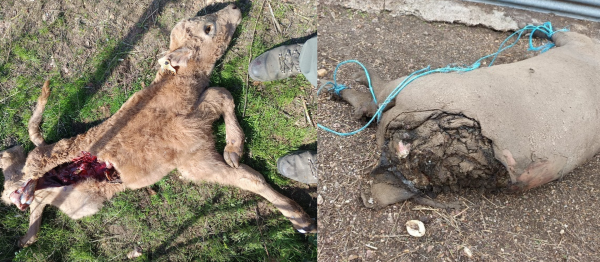 Los ataques de lobos en Ledesma han dejado nueve animales muertos en solo dos meses