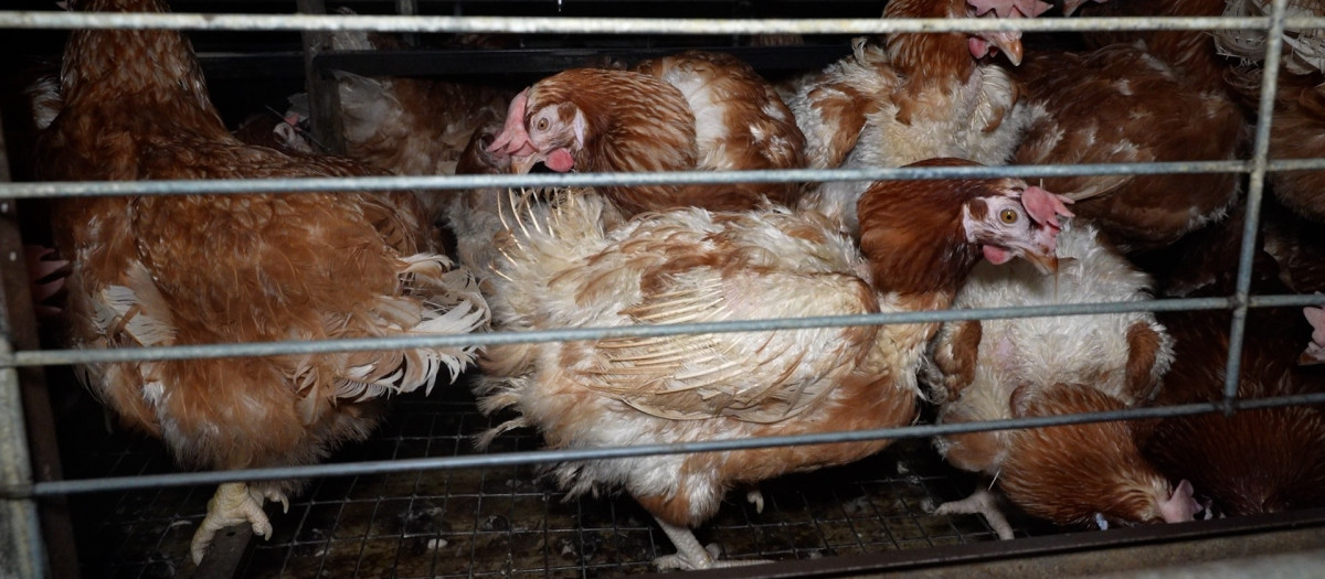 Una de las imágenes difundidas por los animalistas

REMITIDA / HANDOUT por ARDE
Fotografía remitida a medios de comunicación exclusivamente para ilustrar la noticia a la que hace referencia la imagen, y citando la procedencia de la imagen en la firma
21/10/2026