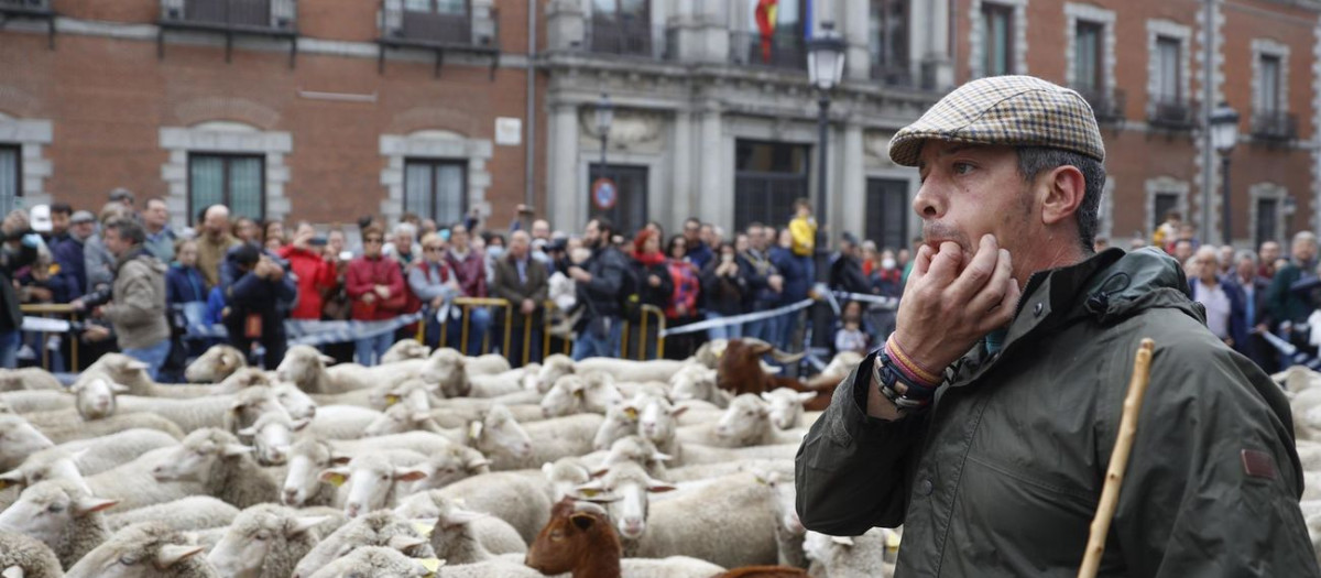 Fiesta de la Trashumancia en Madrid