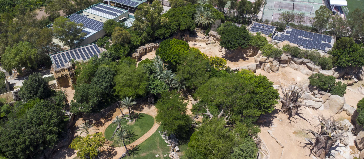 Imagen tomada en Bioparc Valencia