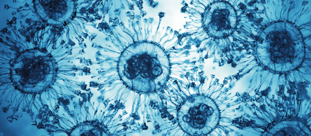 Virus