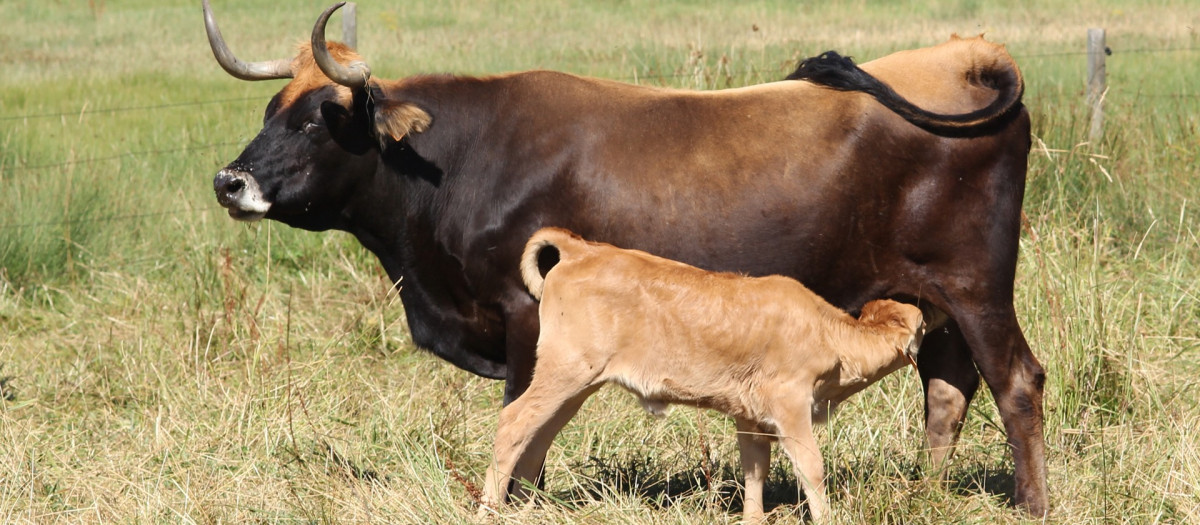 La vaca mantequera leonesa es una raza vacuna autóctona de la provincia de León