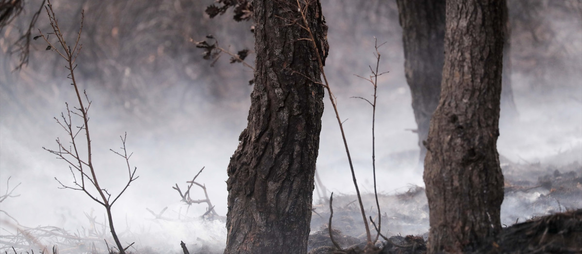 Terreno quemado por el incendio en Ourol, Lugo