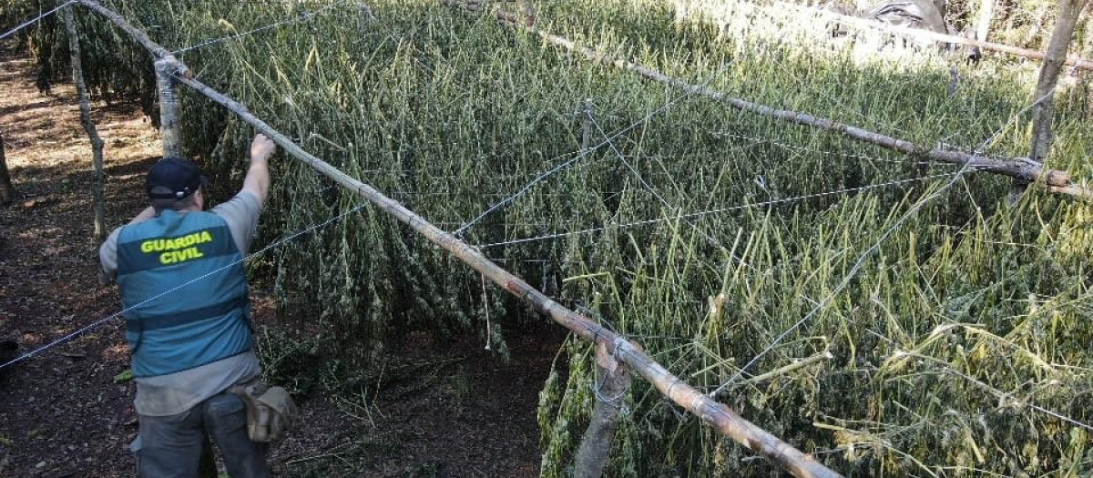 Plantación de marihuana desmantelada en Vilopriu (Gerona).

La Guardia Civil detuvo a una hombre de 34 años tras desmantelar el pasado 15 de octubre una plantación con 1.360 kilos de marihuana en Vilopriu (Girona), una investigación la cual se inició un mes antes, informan en un comunicado este viernes.

SOCIEDAD 
GUARDIA CIVIL