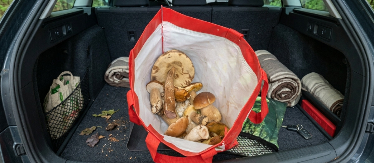 La bolsa de setas encontrada en un maletero