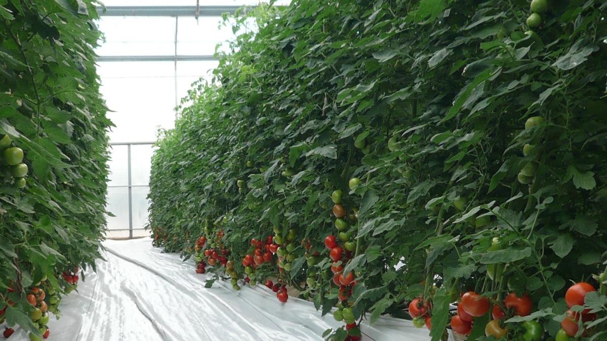 Marruecos deja de vender tomates a África para sostener el precio en el país y restringe los tratos con la UE