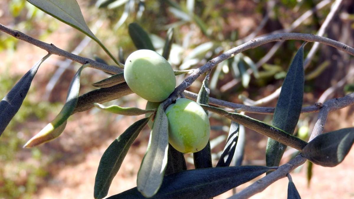 La falta de transparencia en la fijación de precios del aceite de oliva: «Es una estrategia de presión»