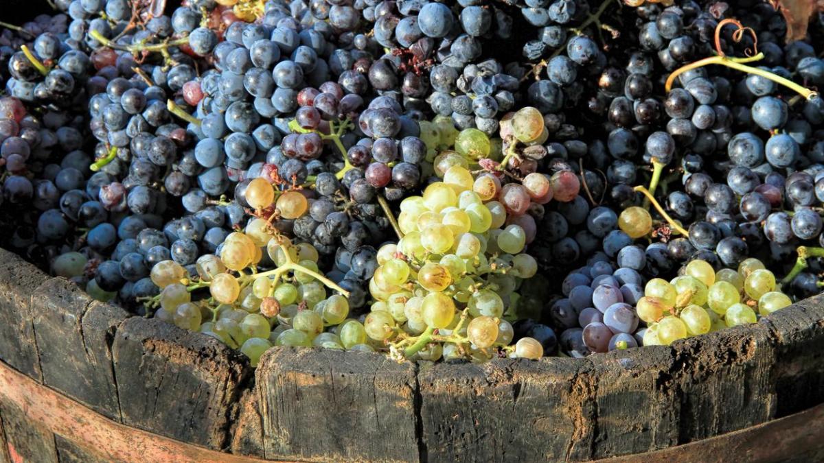 Alarma en la gran bodega de España por una uva que se encoge y pone en jaque la vendimia