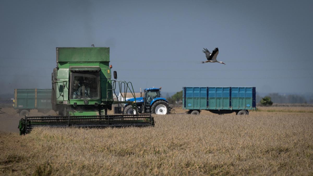 Las dos victorias clave de los arroceros para la supervivencia de su cultivo «ante la incompetencia política»