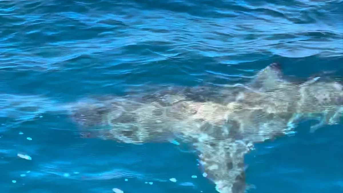 Ni regreso ni invasión: qué significa ver un tiburón blanco hoy en el Mediterráneo