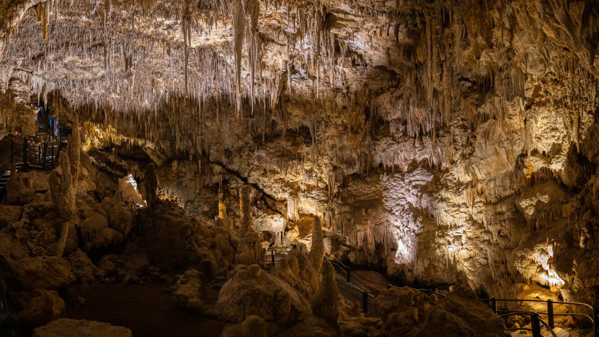 El hallazgo que sorprende a la ciencia: encuentran criaturas traslúcidas de una nueva especie en una cueva
