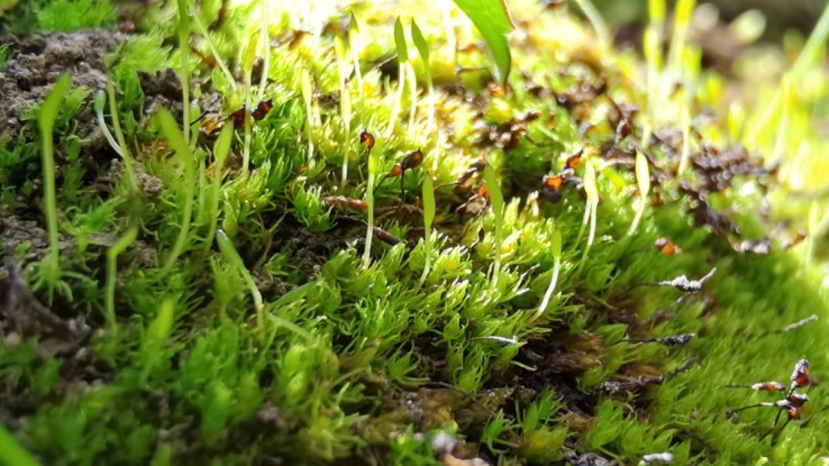 Un equipo científico revela la inesperada vida secreta que habita dentro de los musgos del desierto