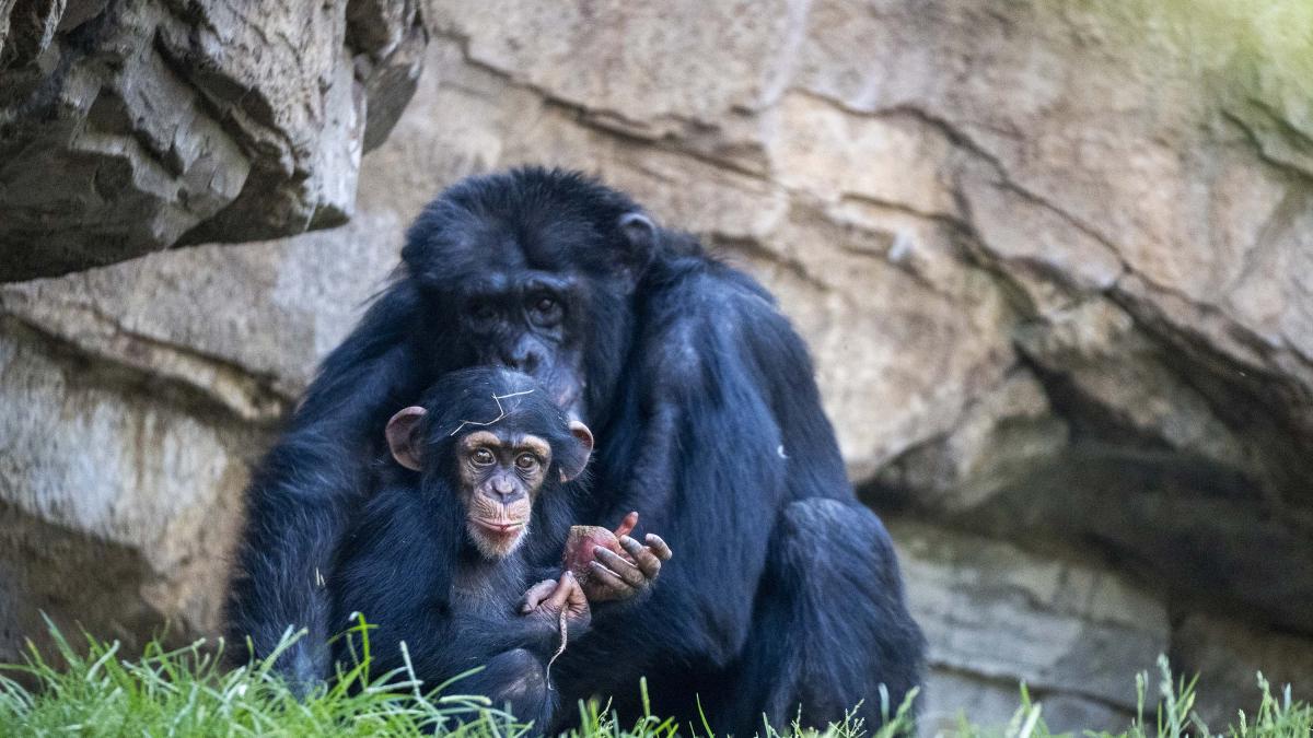 Los Bioparc analizarán el comportamiento de los animales durante el eclipse solar en su compromiso con el conocimiento de la naturaleza