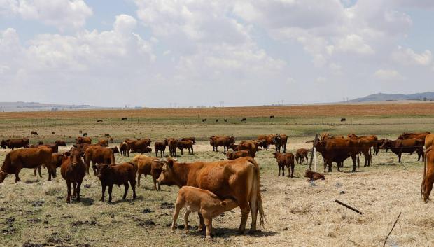 El ganado pastando en un campo de Balfour