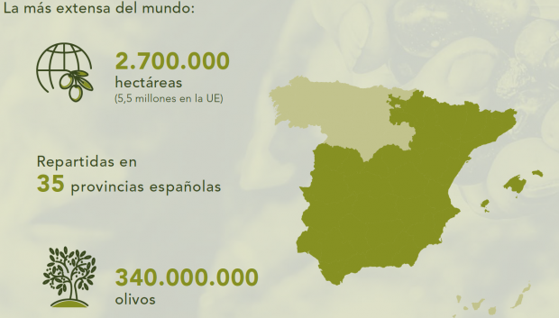 La producción de aceite español representa cerca del 60 % de toda la UE y el 45 % de la mundial