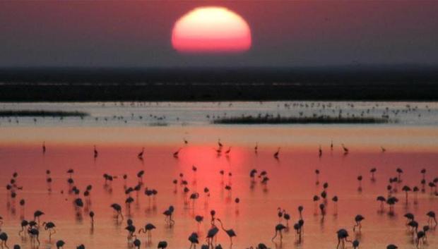 Flamencos en el Parque Nacional de Doñana