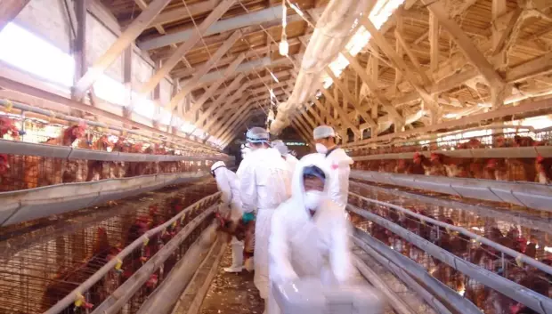 Funcionarios con trajes de protección EN una granja avícola por un presunto caso de gripe aviar