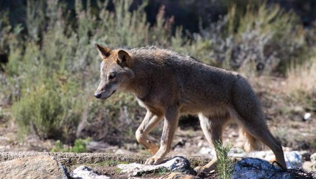 Un lobo ibérico del Centro del Lobo Ibérico en localidad de Robledo de Sanabria, en plena Sierra de la Culebra (lugar de mayor concentración de este cánido en el Sur de Europa). El Centro alberga 11 ejemplares de este animal en situación de semilibertad e intentan divulgar la convivencia histórica entre el lobo y el ser humano, en Zamora/Castilla y León (España) a 21 de febrero de 2020.
POLITICA 
Carlos Castro - Europa Press
