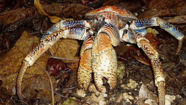Cangrejo de los cocoteros (Birgus latro)