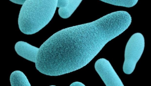 bacterias