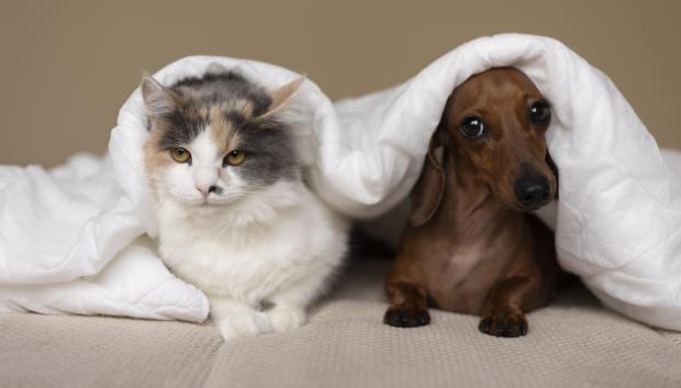 Perro y gato